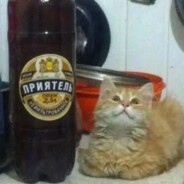 a cat who likes beer